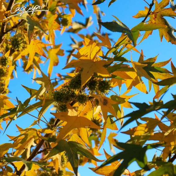 Ликвидамбар смолоносный 'Worplesdon' #6, WRB 25--30 500+ St. 1/2 - 9