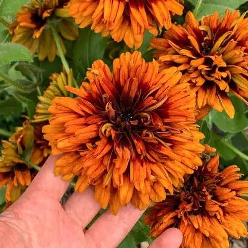 Рудбекия волосистая 'Cherokee Sunset' - 2