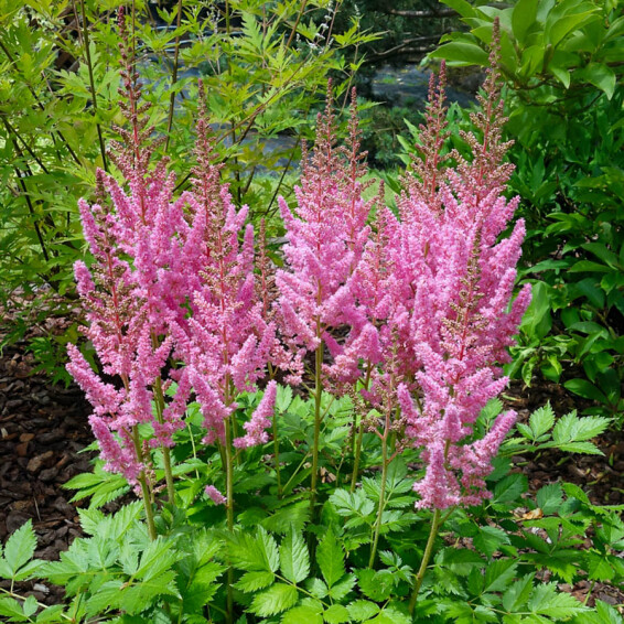 Астільба китайська 'Vision in Pink' ® PBR - 3