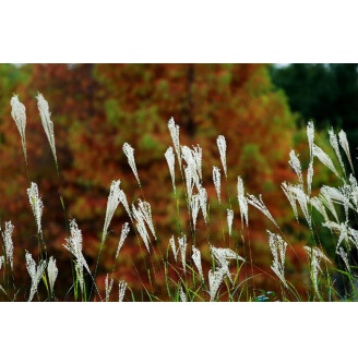 Мискантус китайский 'Early Hybrids'