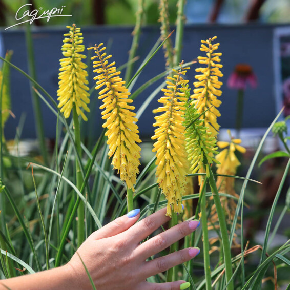 Кніфофія 'Sunningdale Yellow' - 2