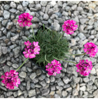 Армерія приморська 'Rubrifolia'