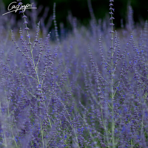 Перовскія лебедолистна #3, p9 - - 1 Перовскія лебедолистна #3, p9 - - 1