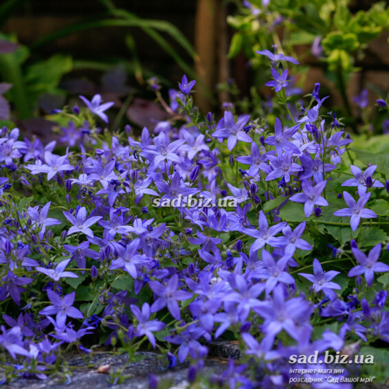 Колокольчик Пожарского, C1.5 - - 1