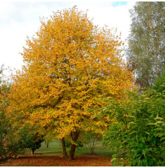 Липа сердцелистная 'Winter Orange'