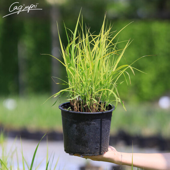 Мискантус китайский 'Late Hybrids' - 4