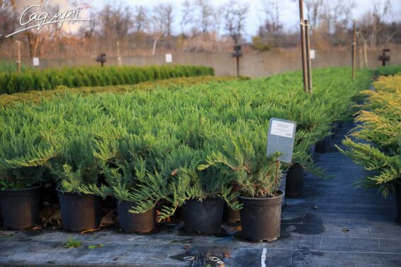 Ялівець козацький 'Tamariscifolia' #2, C3 40-60 - 10