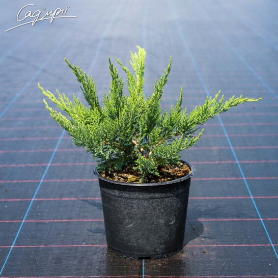 Ялівець козацький 'Tamariscifolia' #4, C7 40-60 - 3