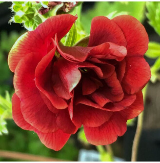 Перстач гібридний 'Flamboyant'