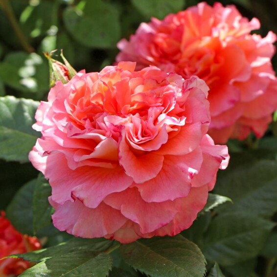 Роза английская парковая 'Augusta Luise' - 3