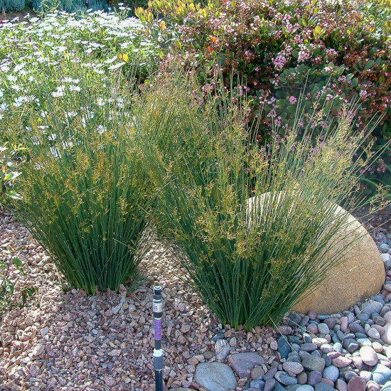 Ситник - 1 Ситник - 1