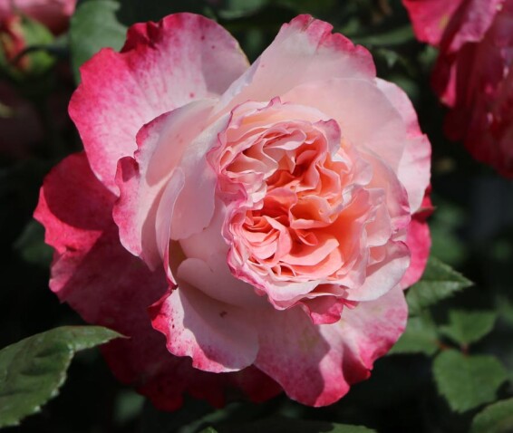 Роза английская парковая 'Augusta Luise' - 6