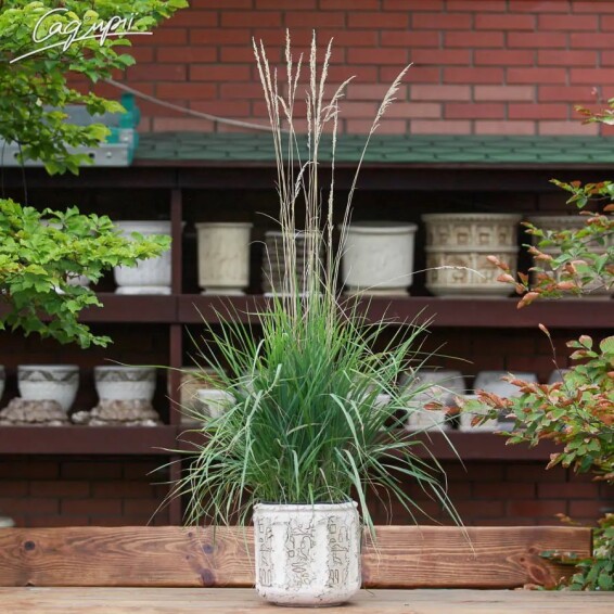 Куничник гостроквітковий 'Karl Foerster' - 5