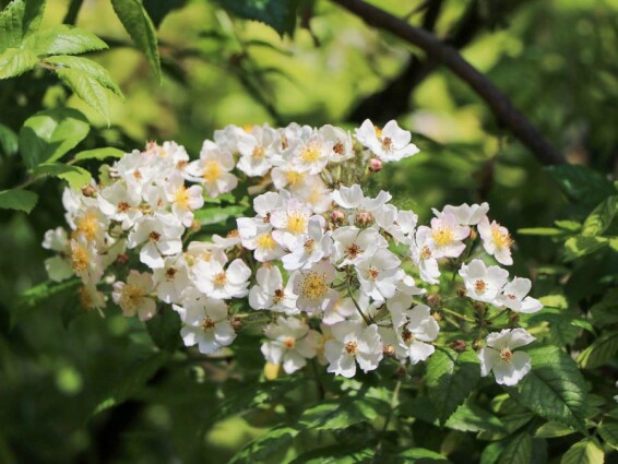 Роза многоцветковая - 9 Роза многоцветковая - 9