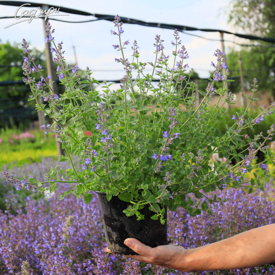 Котовник Фаассена 'Kit-Cat' - 2