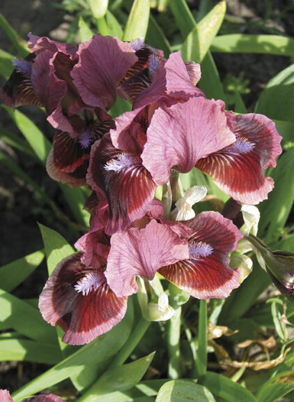 Ирис карликовый 'Cat’s Eye' - 1