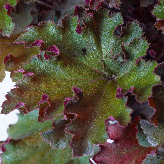 Гейхера 'Rex Red® PBR', ГК - - 2