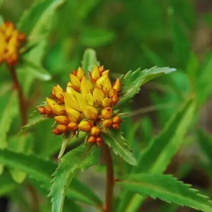 Очиток живучий - 7