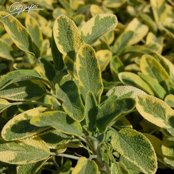 Шалфей лекарственный 'Aurea' #1, p9 - - 1