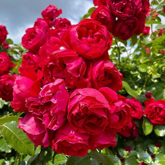 Троянда англійська паркова 'Red Eden' - 8 Троянда англійська паркова 'Red Eden' - 8