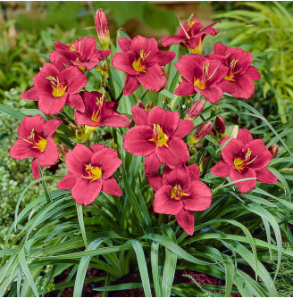 Лілейник 'Pardon Me'