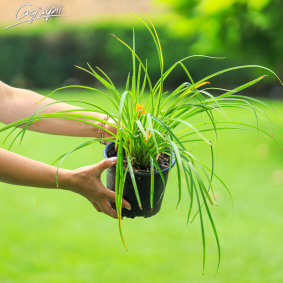 Лілейник 'Stella d' Oro', C1 - - 1