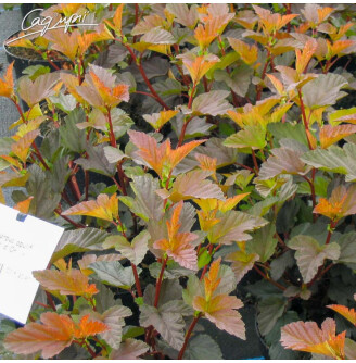 Пухироплідник калинолистний 'Diable d'Or' ®