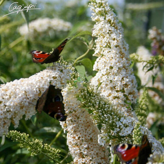 Буддлея Давида 'White Profusion' - 1
