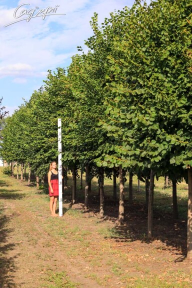 Липа серцелиста - 5