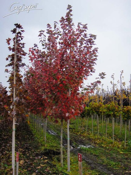 Клен красный 'Red Sunset' #2, WRB 6--8 300-350 St. 1/2 - 1 Клен красный 'Red Sunset' #2, WRB 6--8 300-350 St. 1/2 - 1