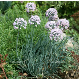 Цибуля старіюча 'Spirale'