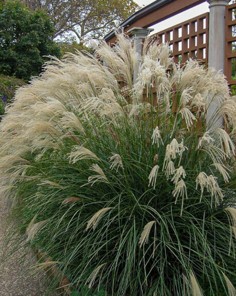 Міскантус китайський 'Yakushima Dwarf', C3 - - 5