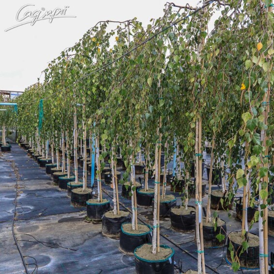 Береза плакуча 'Youngii', WRB 18--20 - St. 200-225 - 5 Береза плакуча 'Youngii', WRB 18--20 - St. 200-225 - 5