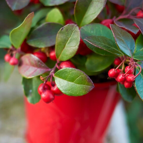 Кизильник лежачий 'Streib's Findling' - 3