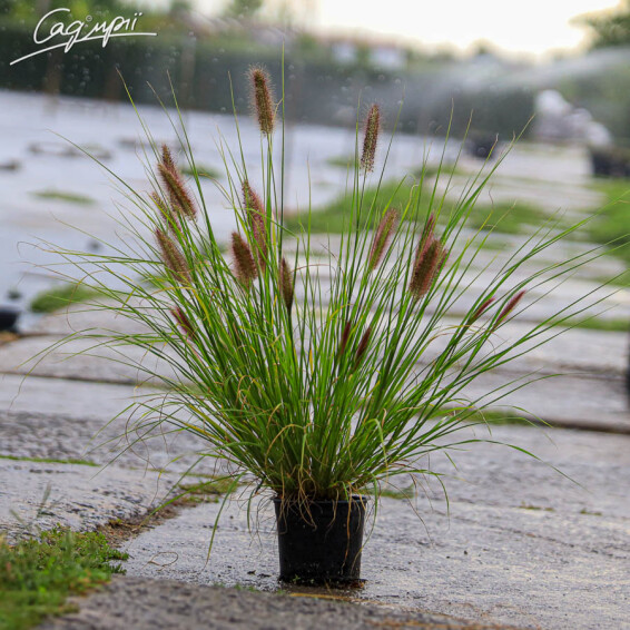 Пенісетум лисохвістний 'Moudry', С1 - - 3