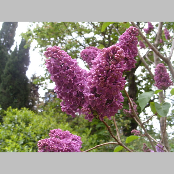 Сирень обыкновенная 'Marceau' - 1