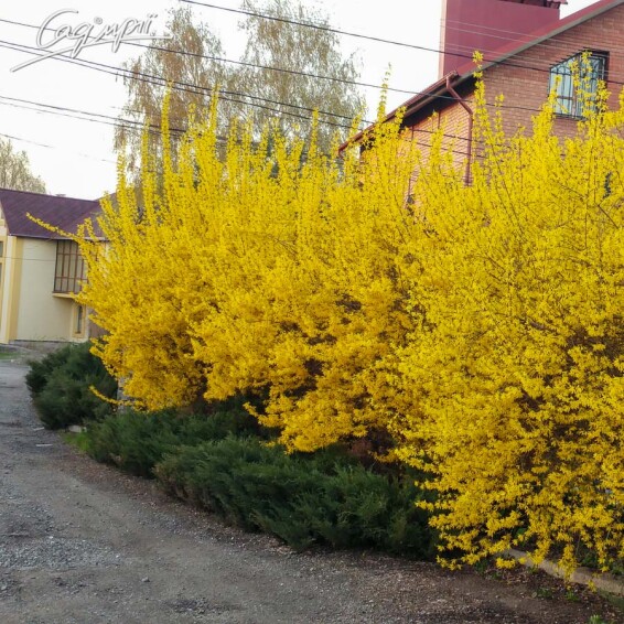 Форзиція середня 'Spectabilis' - 1