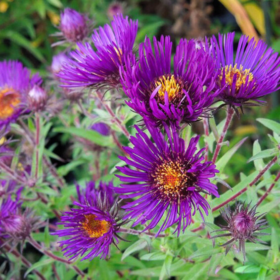 Астра новоанглийская 'Marina Wolkonsky', C3 - - 3 Астра новоанглийская 'Marina Wolkonsky', C3 - - 3