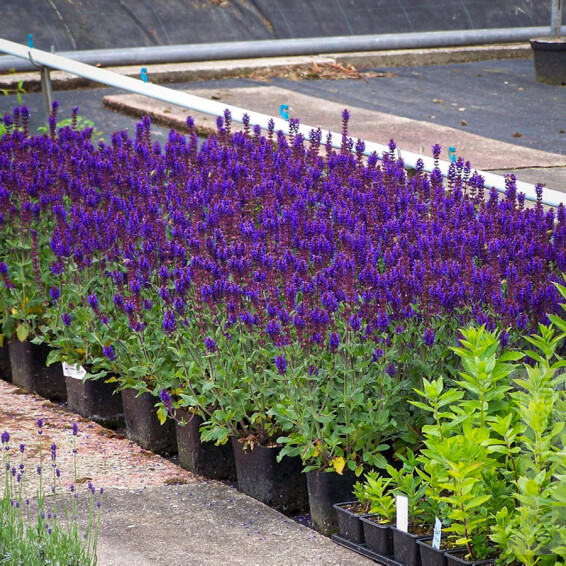 Шавлія лісова Bazuin® ‘Dark Night’ - 5