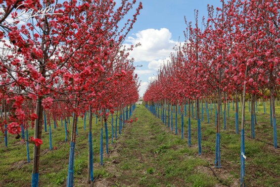 Яблоня 'Mokum' #3, WRB 20--25 600+ St. 150-175 - 9 Яблоня 'Mokum' #3, WRB 20--25 600+ St. 150-175 - 9