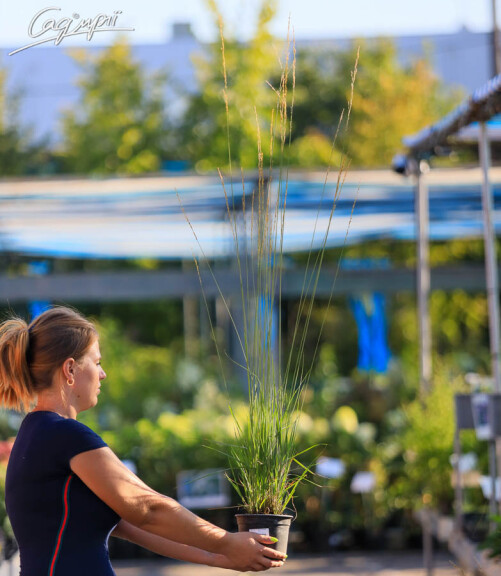 Молиния голубая 'Moorhexe', p9 - - 5