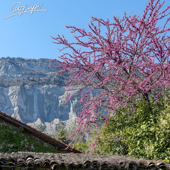 Церціс канадський #3, WRB - 200-250 - - 2