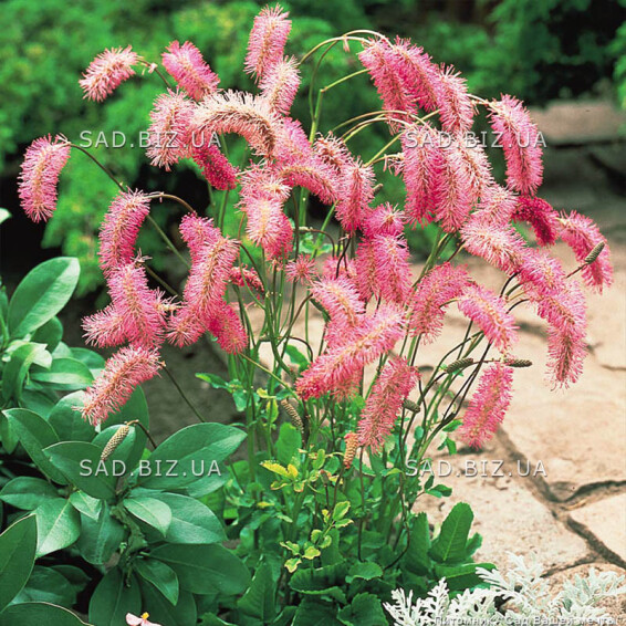 Кровохлебка тупа, C3 - - 1