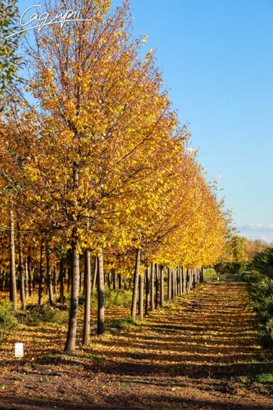 Липа сердцелистная 'Greenspire' - 1 Липа сердцелистная 'Greenspire' - 1