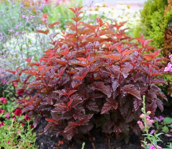 Пухироплідник калинолистний 'Little Angel' #1, C3 - - 2