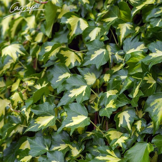 Плющ звичайний 'Goldheart' - 3 Плющ звичайний 'Goldheart' - 3