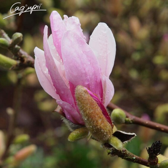 Магнолия 'George Henry Kern' - 4