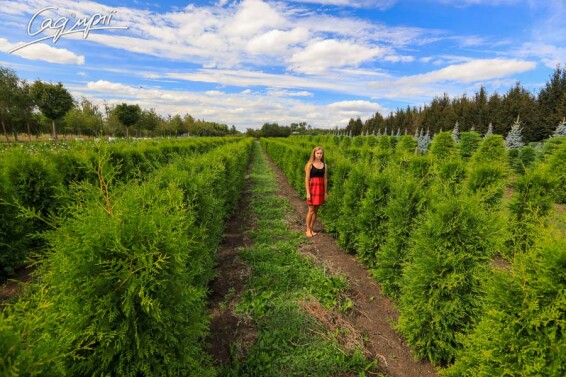 Туя западная 'Brabant', C3 - - - - 4