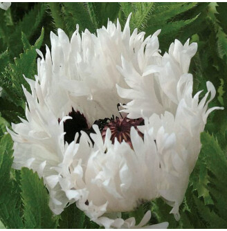 Мак східний 'White Ruffles'