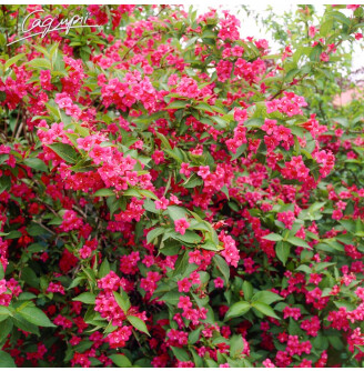 Вейгела 'Bristol Ruby'